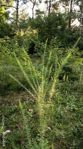The Western Sword, which can be easily grown, has beautiful lush blade-shaped leaves.