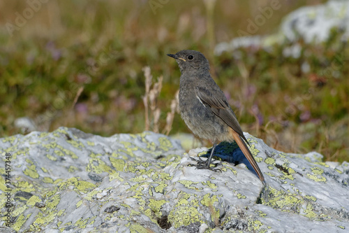 Female Black Redstart (Phoenicurus ochruros) resting on a reck