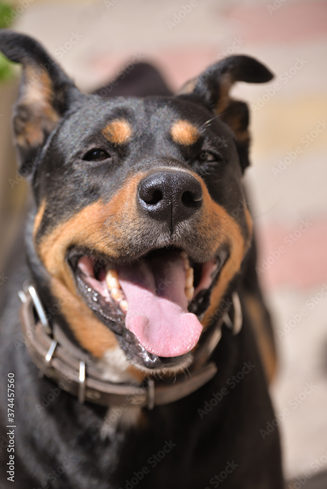 happy facial expressions of the dog's face, running around the yard on a summer day happy facial expressions of the dog's face, running around the yard on a summer day