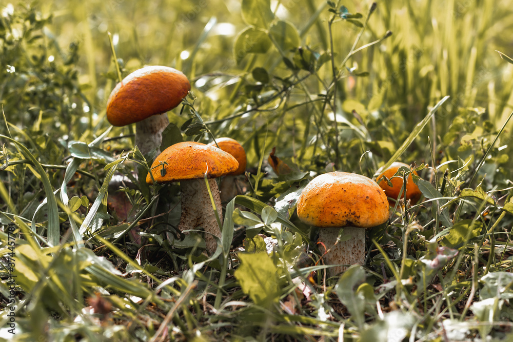 five mushrooms grow side by side in the green grass, the sun is shining five mushrooms grow side by side in the green grass, the sun is shining