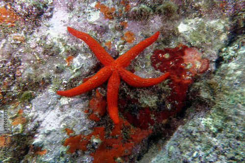 Mediterranean red sea star  Echinaster sepositus 