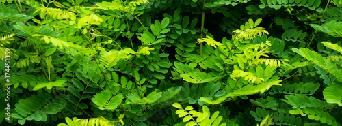 green robinia leaves background or texture