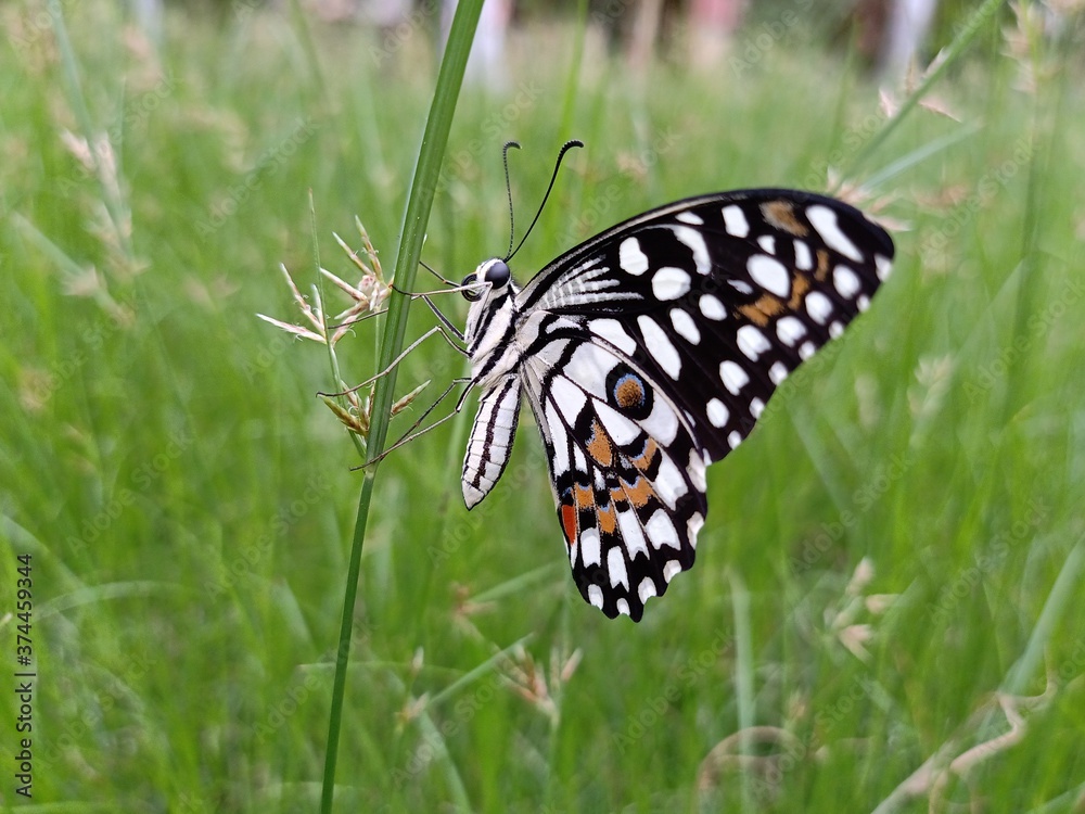 Obraz premium butterfly on a flower