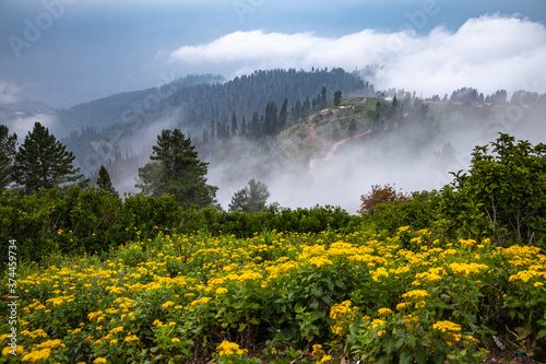 landscape with flowers cloudy day mountains and trees - siri paye medows 