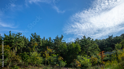 There are nice pine trees under the blue sky