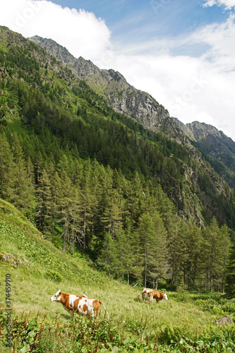 Berglandschaft mit grasenden Rindern auf einer Almweide