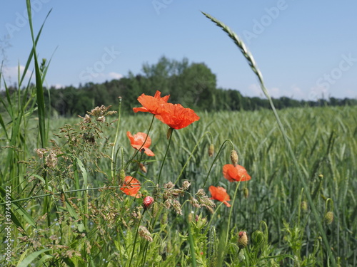 Wild red papavers in Goczalkowice town in Poland photo