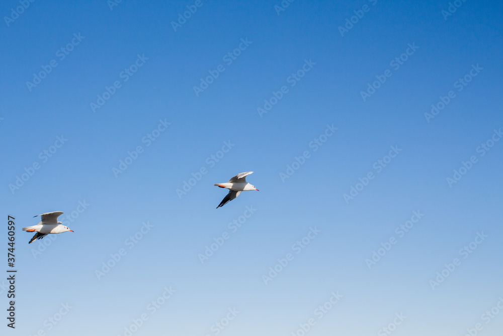 Fototapeta premium seagull soars in the sky above the sea