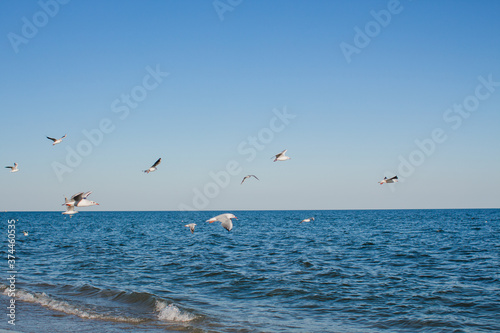 seagull soars in the sky above the sea