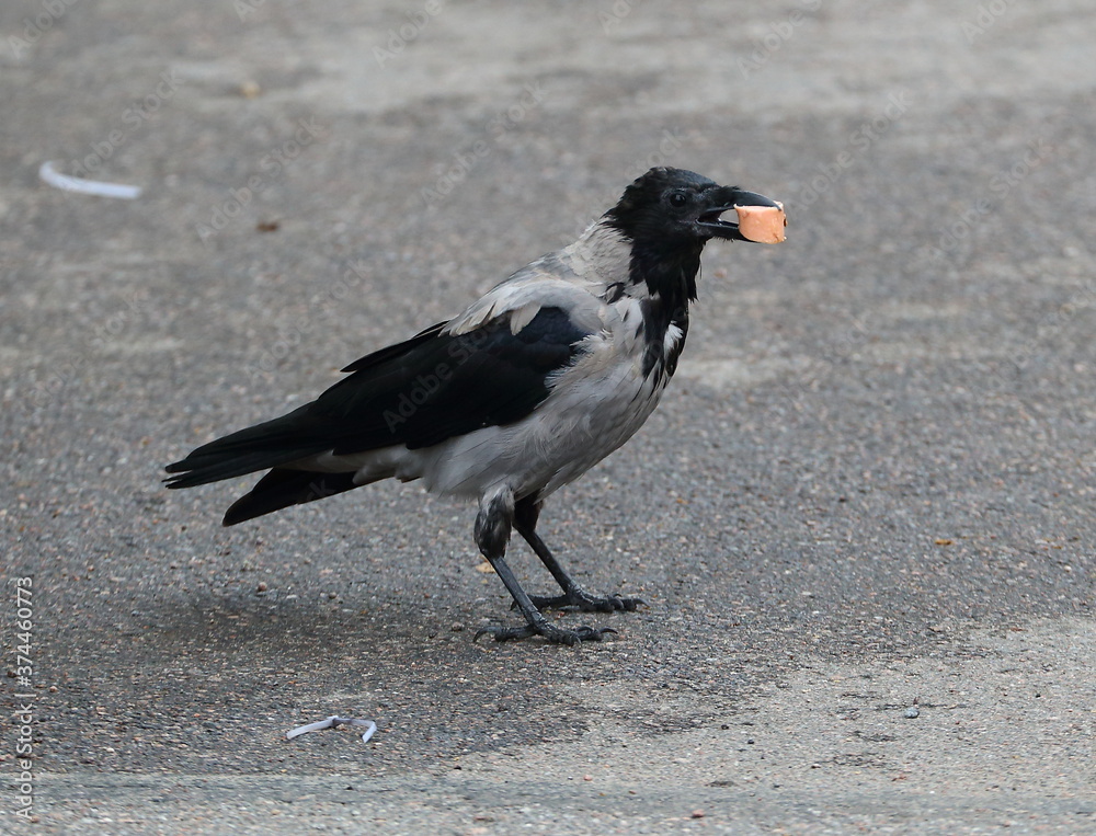 Obraz premium A crow with a piece of sausage in its beak is sitting on the asphalt