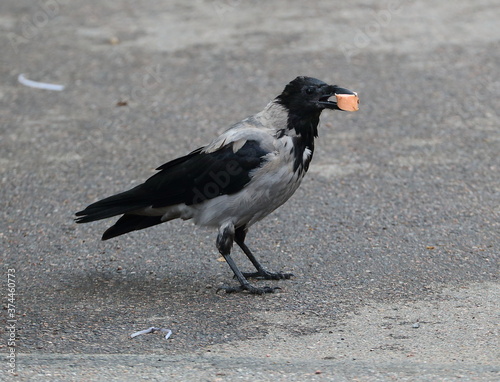 A crow with a piece of sausage in its beak is sitting on the asphalt