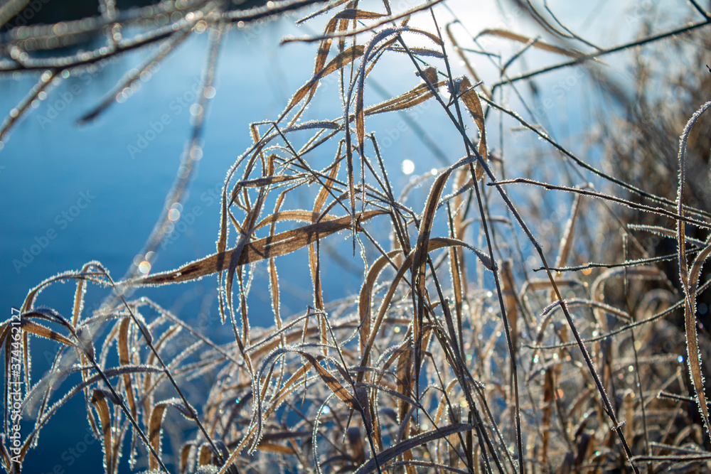 Obraz premium reed in the wind
