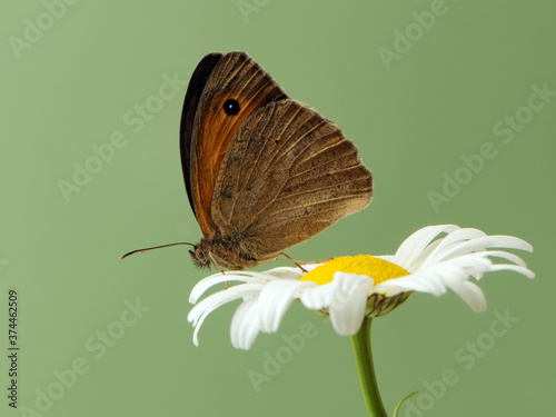 Butterfly Hyponephele lycaonon a field flower on a summer day in a garden photo