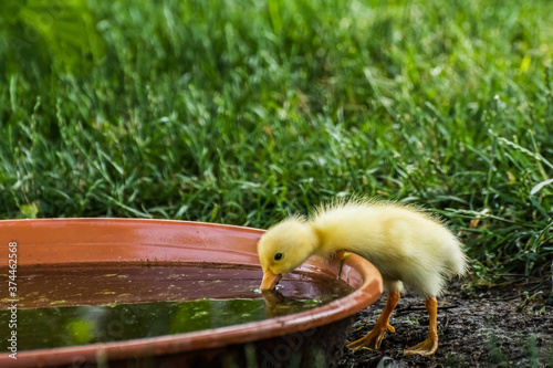yellow baby running duck dip the beak in a water bowl