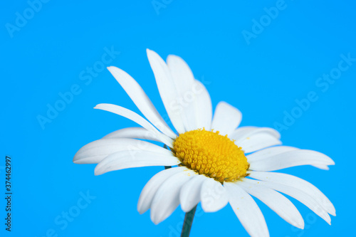 Daisy flower on blue background
