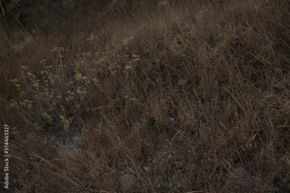 Macela Flowers and Dry Grass in Brazil Macela Flowers and Dry Grass in Brazil