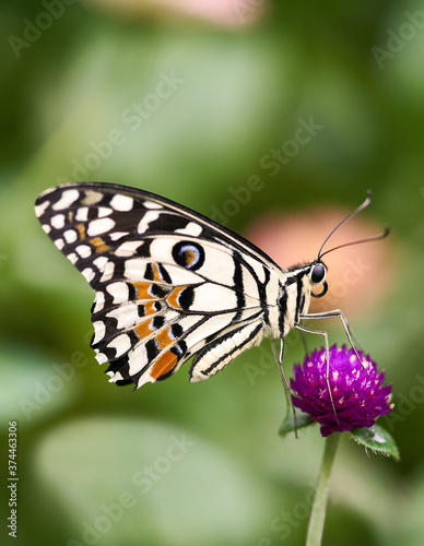 Macro of a Spot Winged White Butterfly on Purple Flower