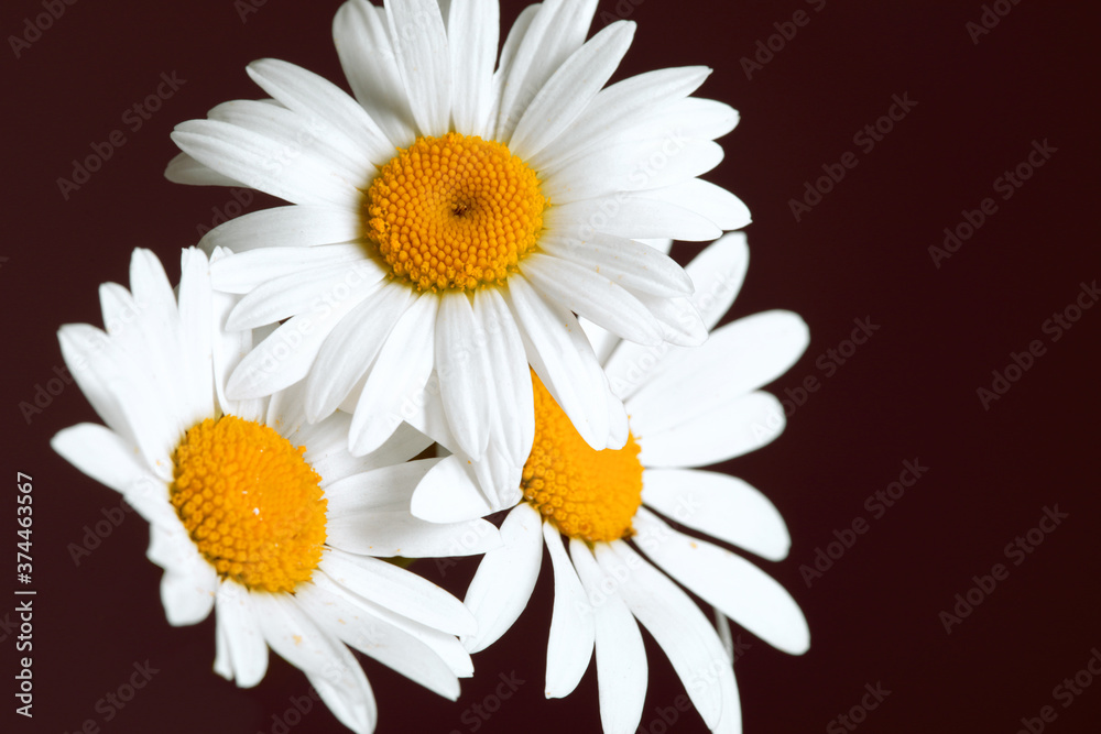 Obraz premium Daisy flowers on dark background