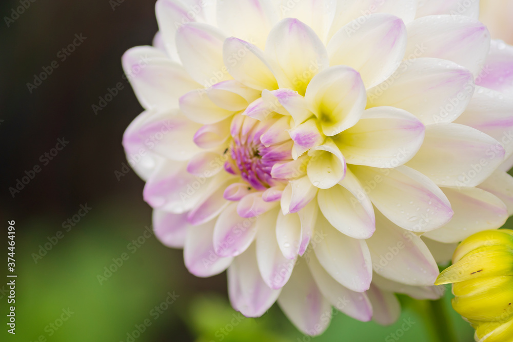 Fototapeta premium white dahlia flower with rain drops in the garden, soft focus.