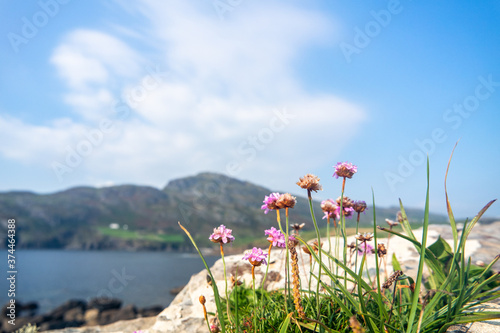 Lichened stones and flowers at the Atlantic Coast, Ireland photo