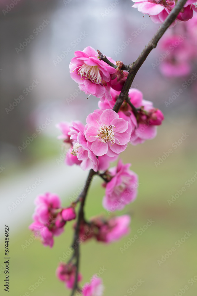 Plum blossoms in full bloom in Wuhan East Lake Plum blossom Garden in spring Plum blossoms in full bloom in Wuhan East Lake Plum blossom Garden in spring