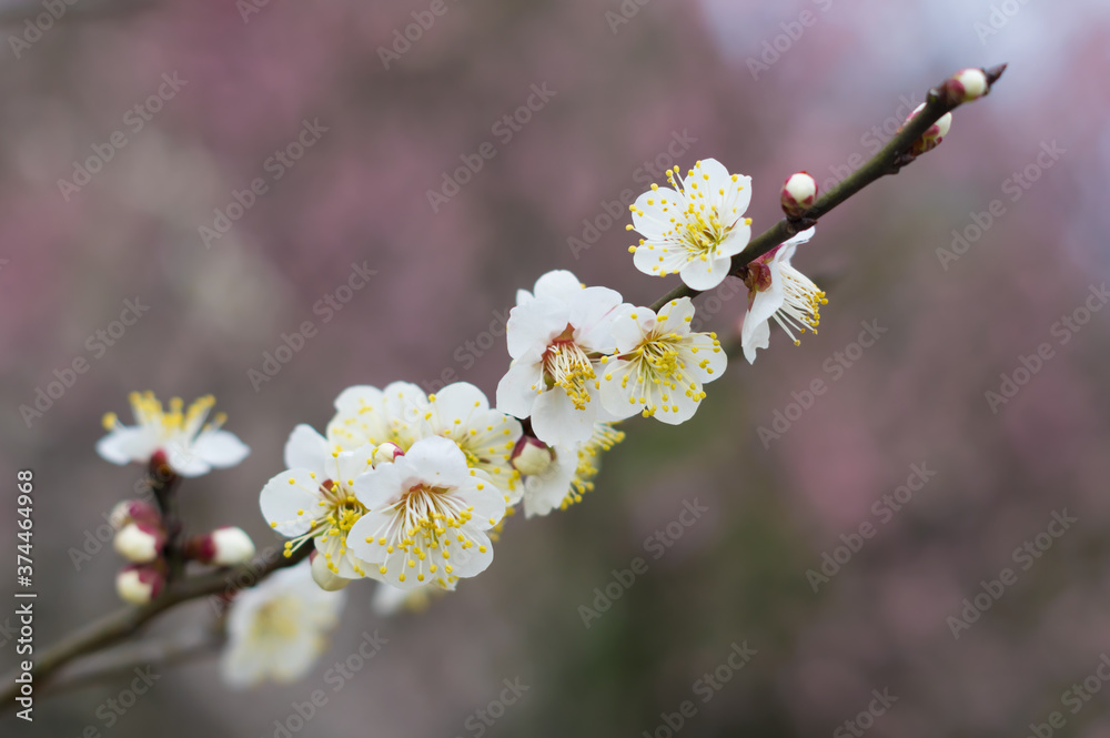 Plum blossoms in full bloom in Wuhan East Lake Plum blossom Garden in spring Plum blossoms in full bloom in Wuhan East Lake Plum blossom Garden in spring