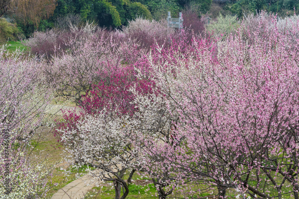 Plum blossoms in full bloom in Wuhan East Lake Plum blossom Garden in spring