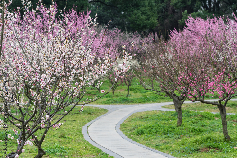 Fototapeta premium Plum blossoms in full bloom in Wuhan East Lake Plum blossom Garden in spring