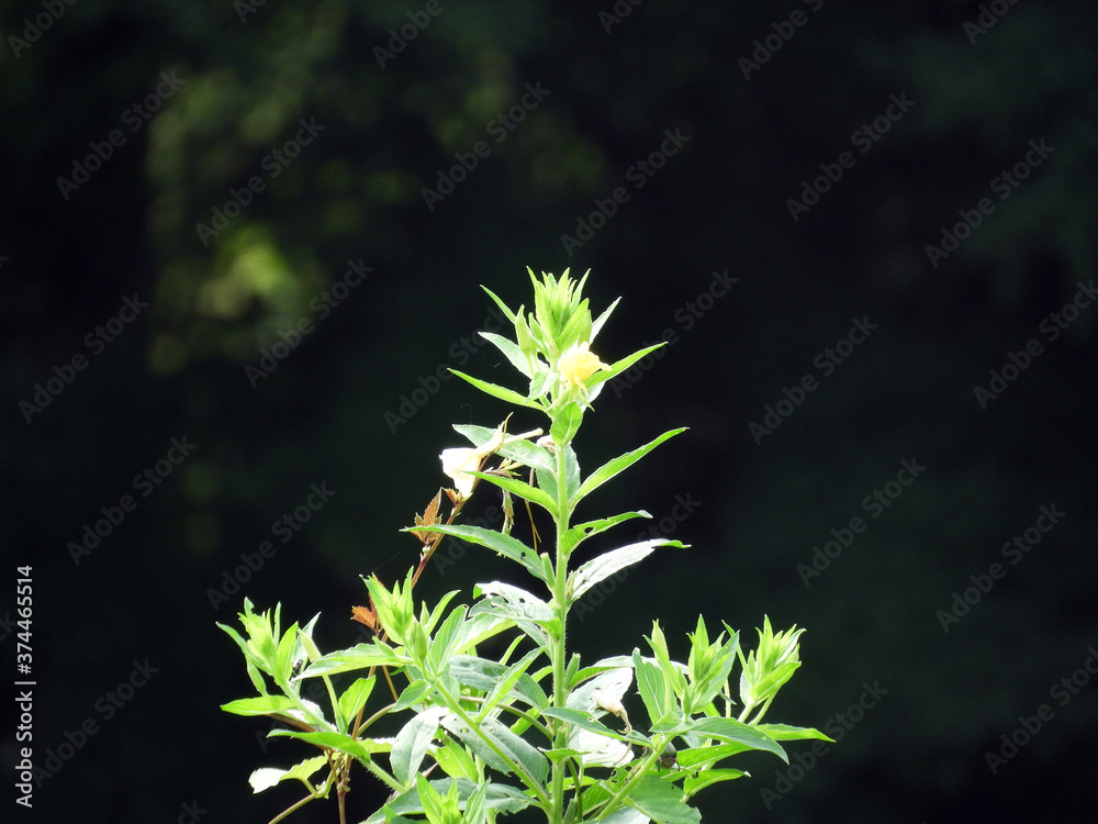 夏草 夏草