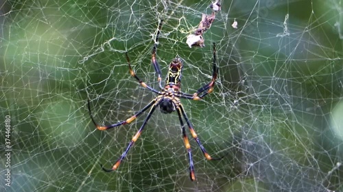 Wood spider, Nephila maculata. Golden orb-weavers know as banana spider lurking on a spider's web in the jungle. Colorful spider on its network. photo