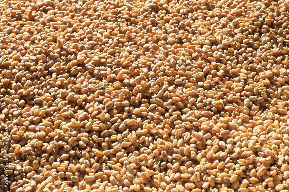 Obraz premium Textured background of many Wheat grains. Golden food crop harvest
