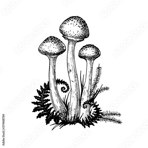 Vector illustration of mushrooms, edible mushrooms, large family group of mushrooms isolated on white background. mushrooms in the grass, fern. Suitable for recipe, logo, label, badge, packaging, menu