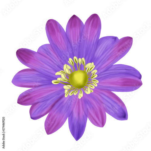 Hand draw of Anemone Blanda flower isolated on white background illustration