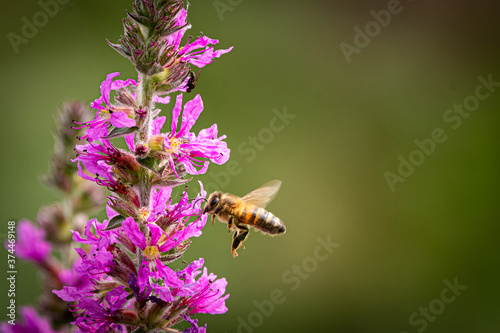 bee on a flower © Chris