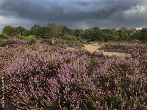 Blooming. Heatherfields. Rain clouds. Threatning Thunderclouds. Havelte Drenthe Netherlands. Holtingerveld.