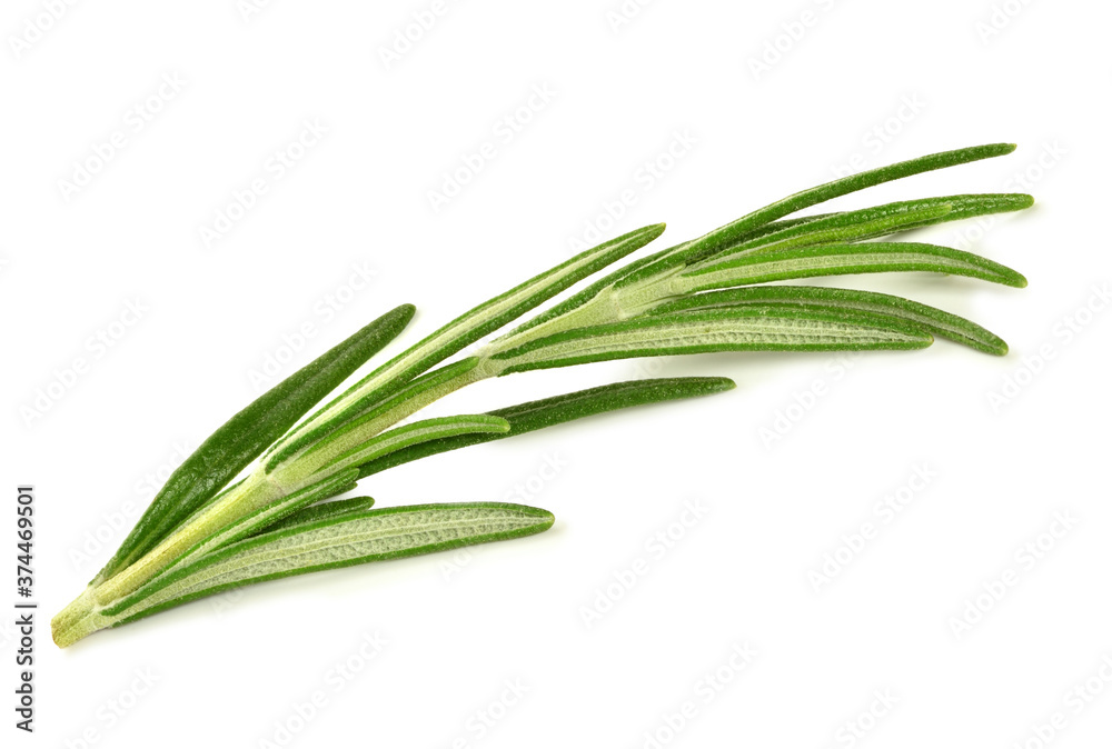 Obraz premium fresh green rosemary
