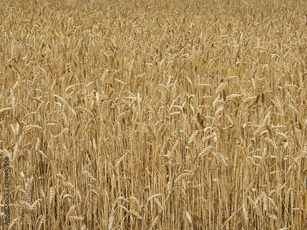 Ears of golden wheat as background and texture Ears of golden wheat as background and texture