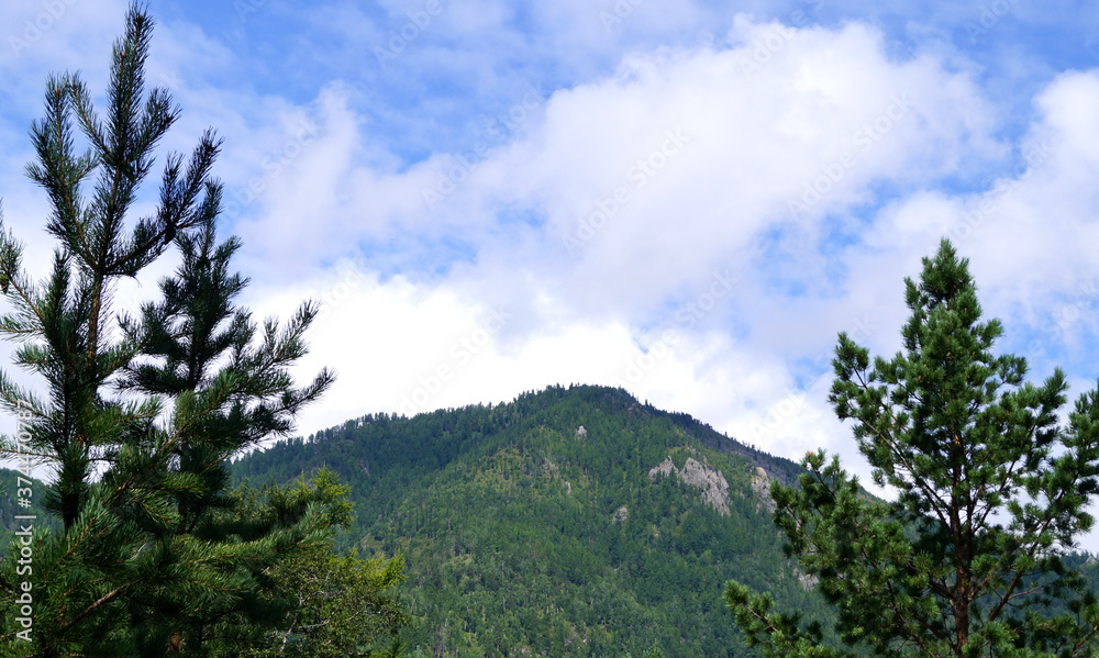 forest in the mountains