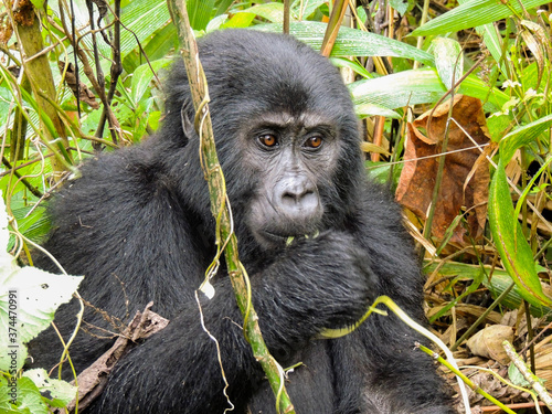 Gorilla in Bwindi Impenetrable Forest National Park, Uganda. Rukara Gorilla Group.