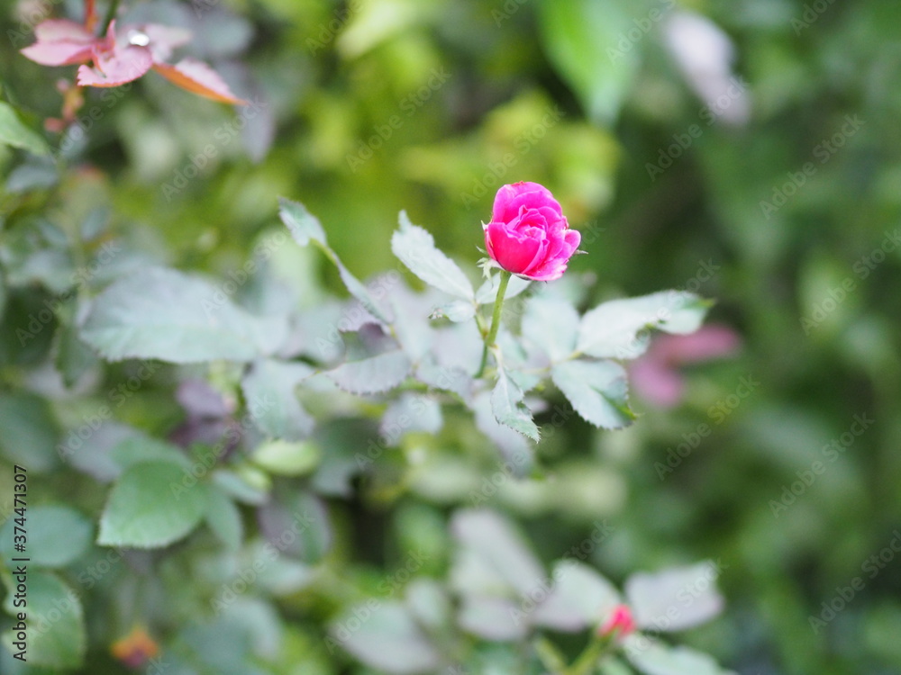 pink rose flower arrangement Beautiful bouquet on blurred of nature background symbol love Valentine Day beautiful in nature pink rose flower arrangement Beautiful bouquet on blurred of nature background symbol love Valentine Day beautiful in nature
