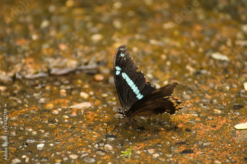 Schmetterling