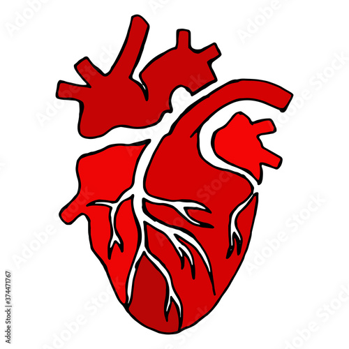 Anatomical heart. Vector illustration of the human heart. Hand drawn set human hearts. For cardiology or medical design.