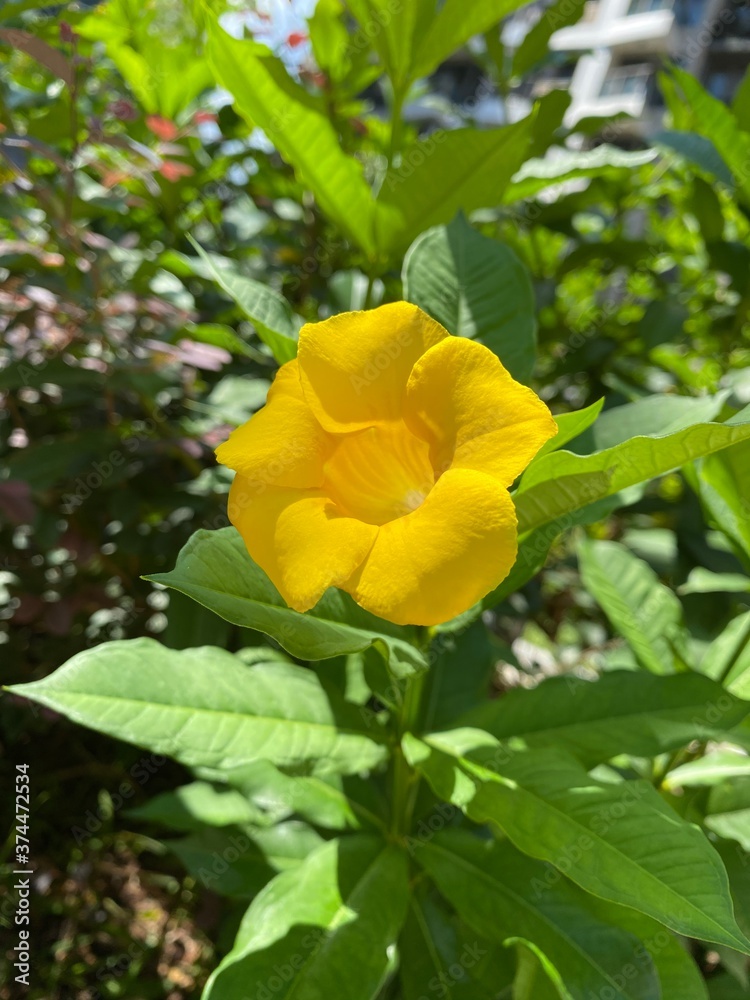 Naklejka premium yellow rose in garden