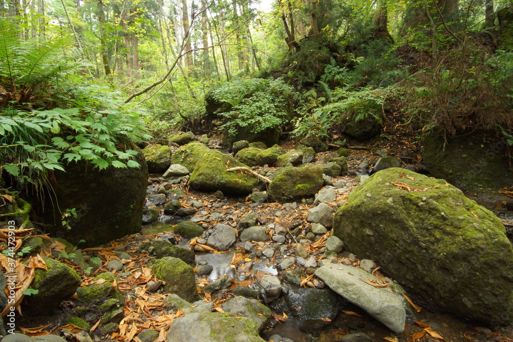 Mysterious landscape of  the forest in Japan