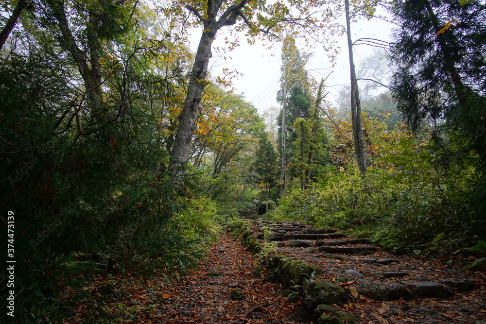 Mysterious landscape of the forest in Japan Mysterious landscape of the forest in Japan