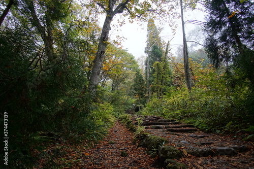 Mysterious landscape of the forest in Japan