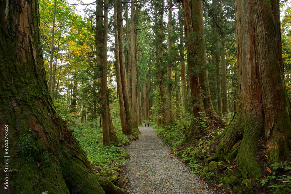 Mysterious landscape of the forest in Japan Mysterious landscape of the forest in Japan