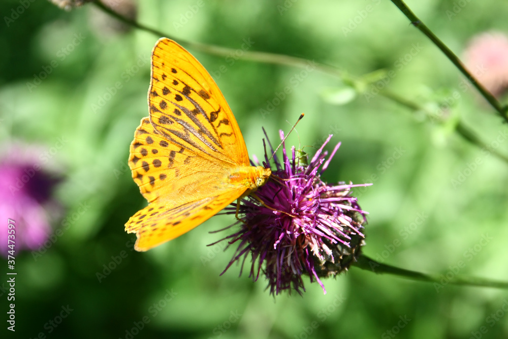 Obraz premium Silver-washed fritillary 