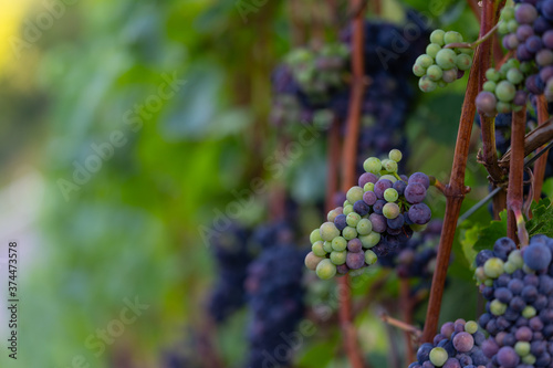 Wallpaper Mural Grapes on the vineyards along the Red Wine Trail in the Ahr Valley, Germany Torontodigital.ca