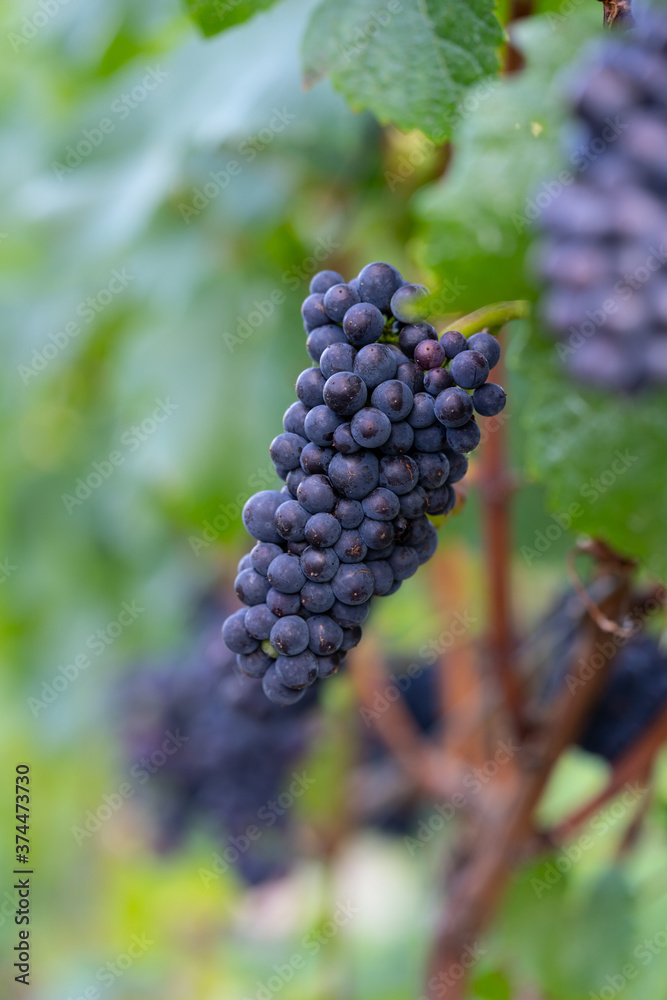 Grapes on the vineyards along the Red Wine Trail in the Ahr Valley, Germany